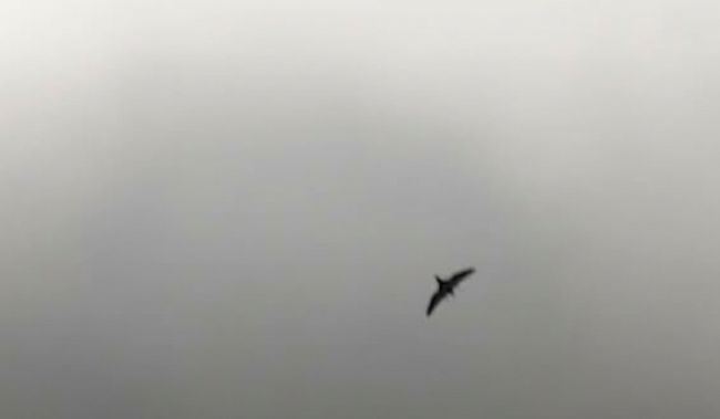 Датська оборонка тестує в Україні AI проти дронів: деталі проєкту