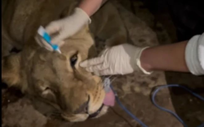 Левиць, що втекли з приватного зоокутка у Хмельницькому, евакуюють зоозахисники. Тварин відправлять у Південну Африку Левиць, що втекли з приватного зоокутка у Хмельницькому, евакуюють зоозахисники. Тварин відправлять у Південну Африку