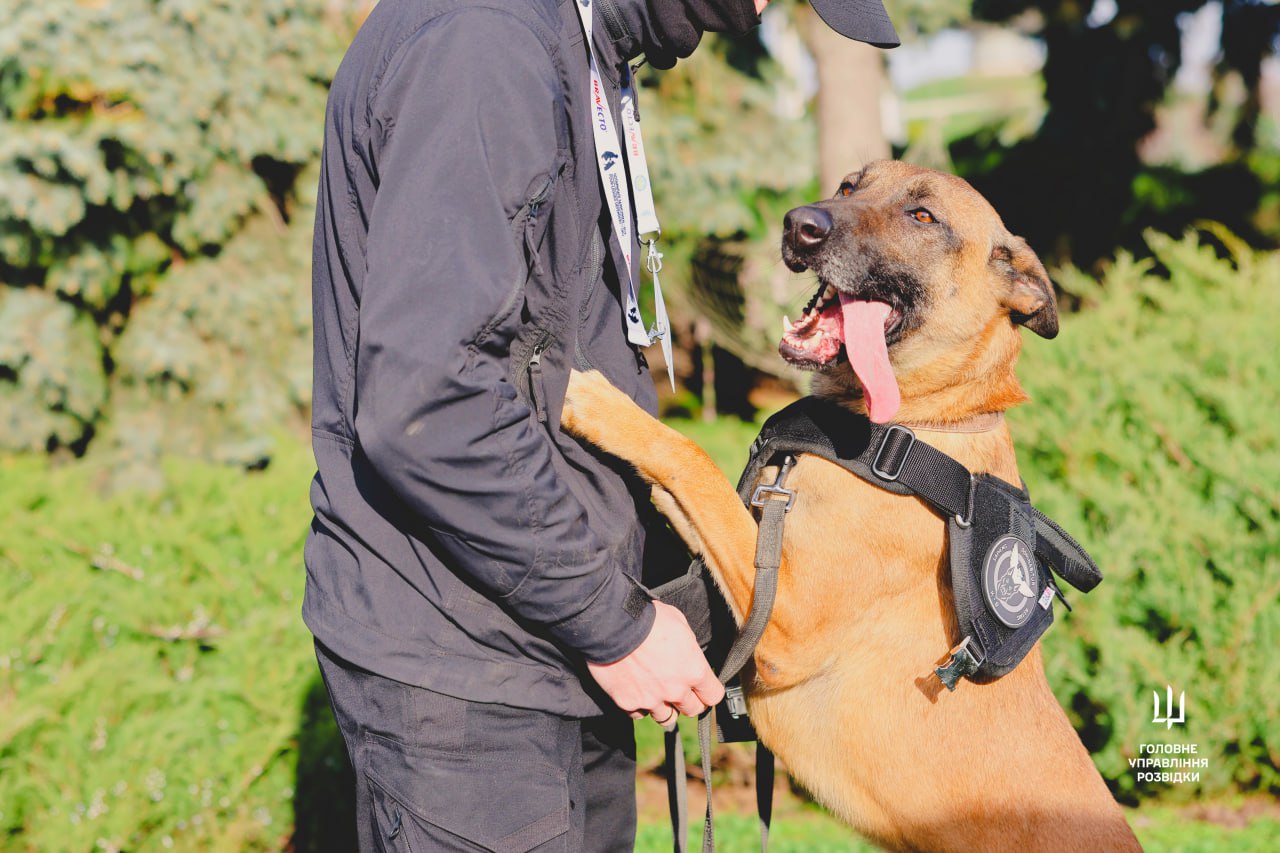 “Чотирилапі захисники” ― службовий пес ГУР Zyga та його кінолог отримали відзнаку за виявлення вибухівки “Чотирилапі захисники” ― службовий пес ГУР Zyga та його кінолог отримали відзнаку за виявлення вибухівки