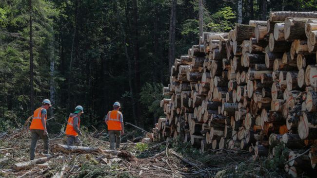Санкції рубають російський лісопромисловий комплекс