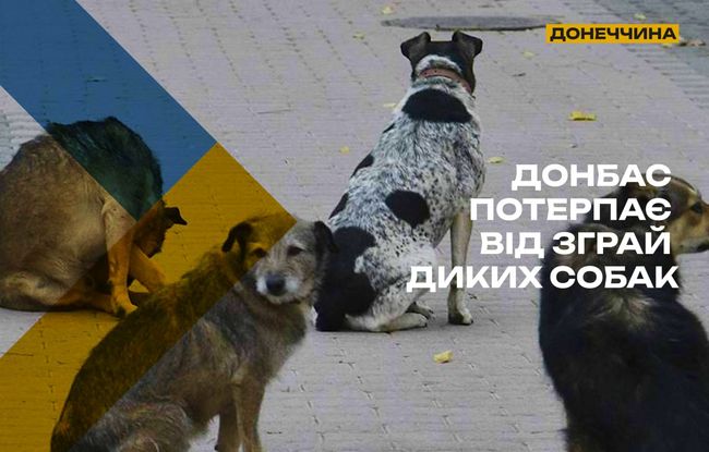 Донбас заполонили зграї диких собак — окупанти не контролюють ситуацію