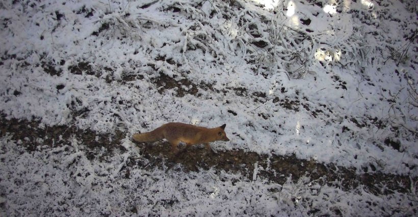 В об’єктиві прикордонників зимова природа, і не тільки...