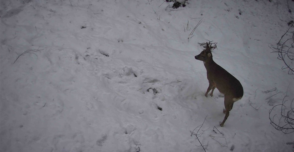 В об’єктиві прикордонників зимова природа, і не тільки... В об’єктиві прикордонників зимова природа, і не тільки...