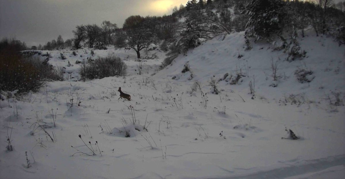 В об’єктиві прикордонників зимова природа, і не тільки... В об’єктиві прикордонників зимова природа, і не тільки...