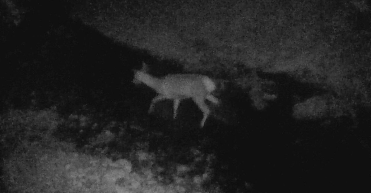 В об’єктиві прикордонників зимова природа, і не тільки... В об’єктиві прикордонників зимова природа, і не тільки...