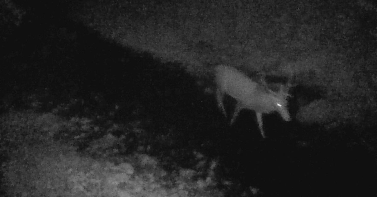 В об’єктиві прикордонників зимова природа, і не тільки... В об’єктиві прикордонників зимова природа, і не тільки...