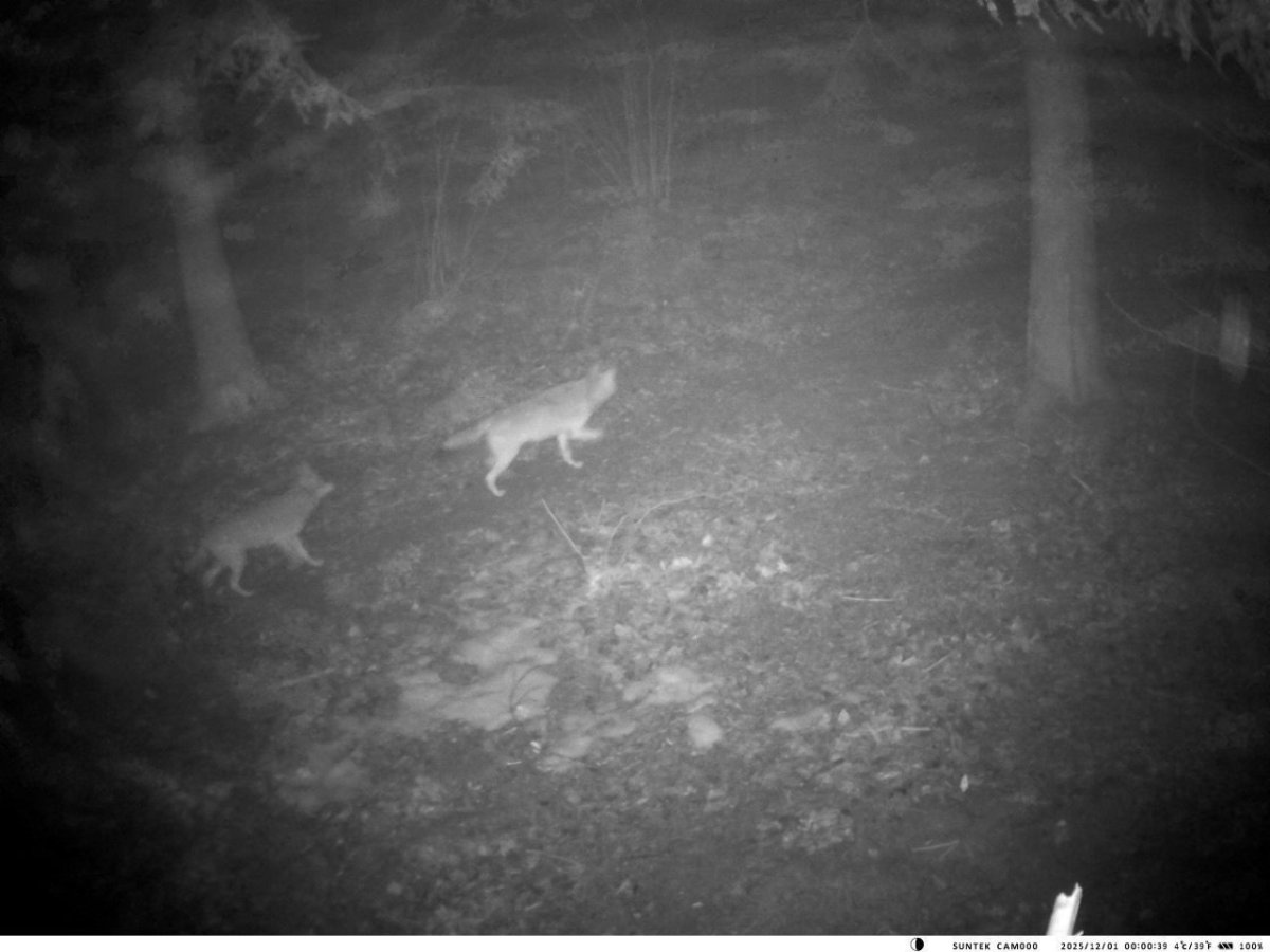 В об’єктиві прикордонників зимова природа, і не тільки... В об’єктиві прикордонників зимова природа, і не тільки...