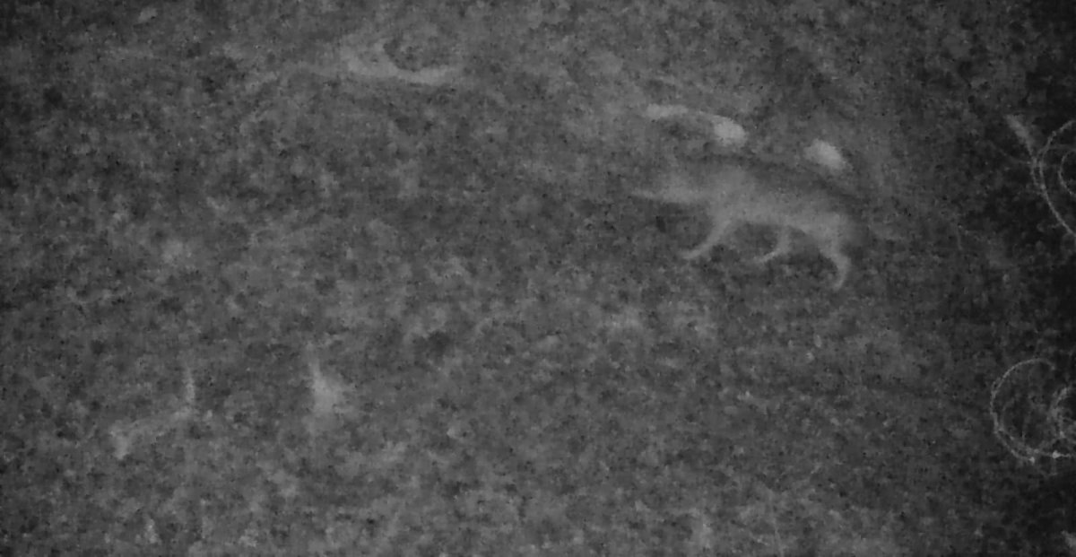 В об’єктиві прикордонників зимова природа, і не тільки... В об’єктиві прикордонників зимова природа, і не тільки...