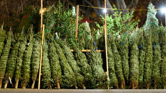 Ліси України продало вже понад 17 тисяч різдвяних ялинок: яка середня ціна