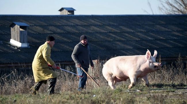 Свиняча криза: ціни на сало додали чверть за рік
