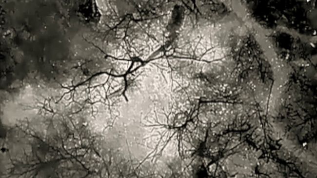 «Фенікс» палить окупантів на Лиманському напрямку (ВІДЕО)