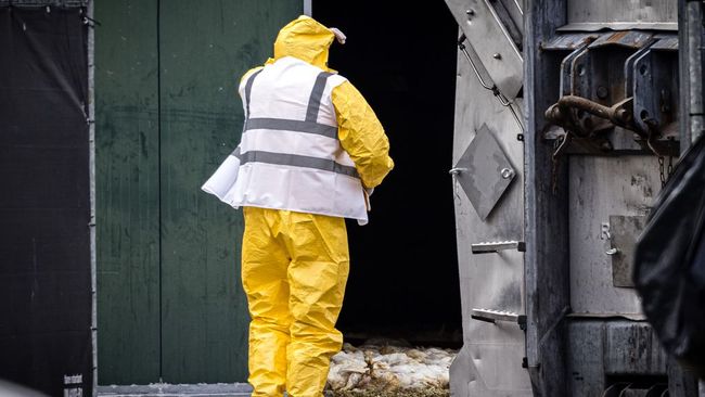 В Нидерландах из-за вспышки птичьего гриппа уничтожат еще 100 тысяч кур