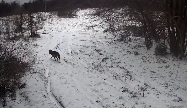 Неочікуваних «туристів» зафіксували відеокамери на кордоні (ВІДЕО)