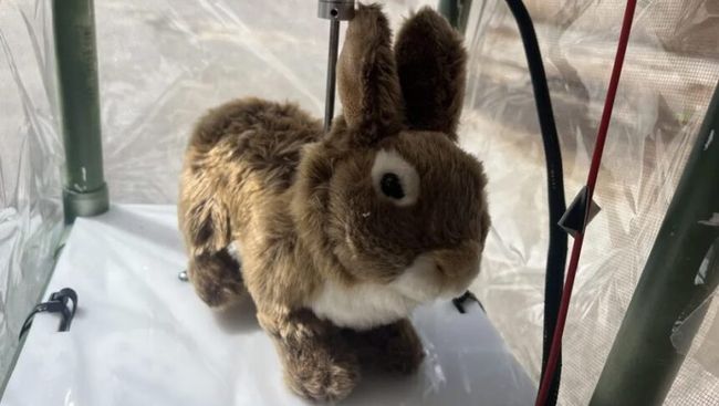 Вчені створили роботів-кроликів для боротьби з пітонами