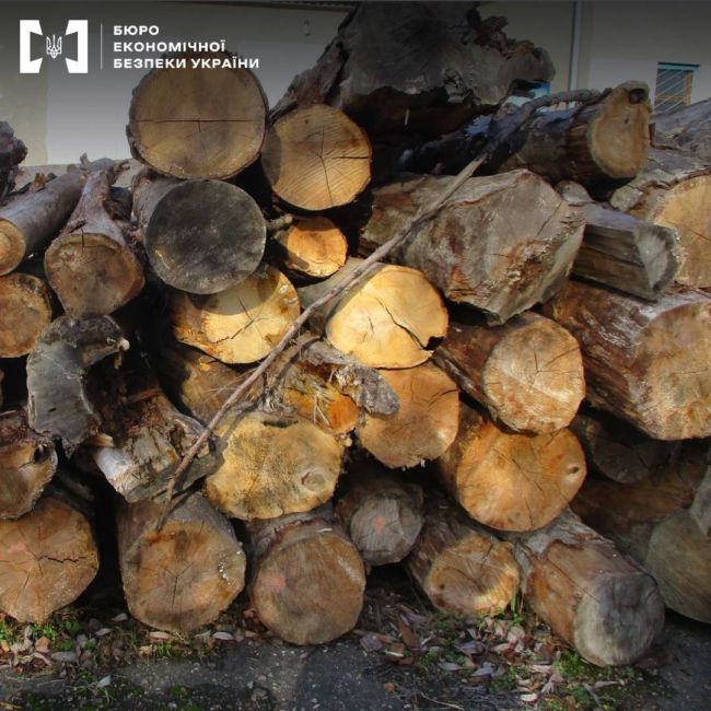 Контрабанда лісу на Буковині: БЕБ повідомило про підозру директору підприємства