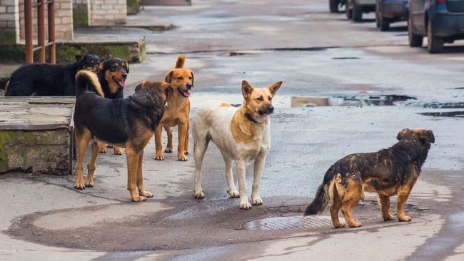москва перекладає відповідальність за наслідки війни на людей і тварин