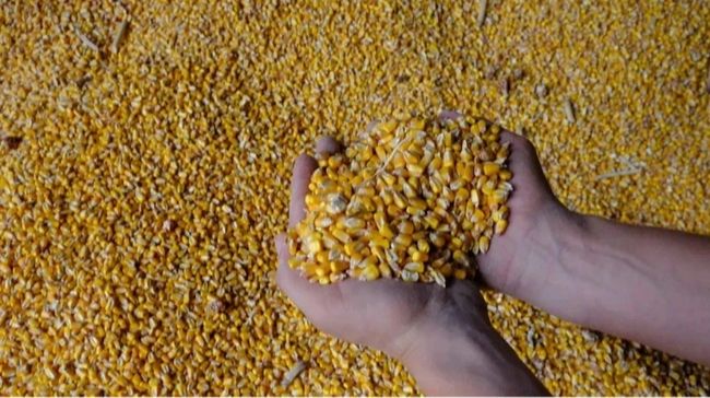 У 2025 році Туреччина стала найбільшим імпортером української кукурудзи