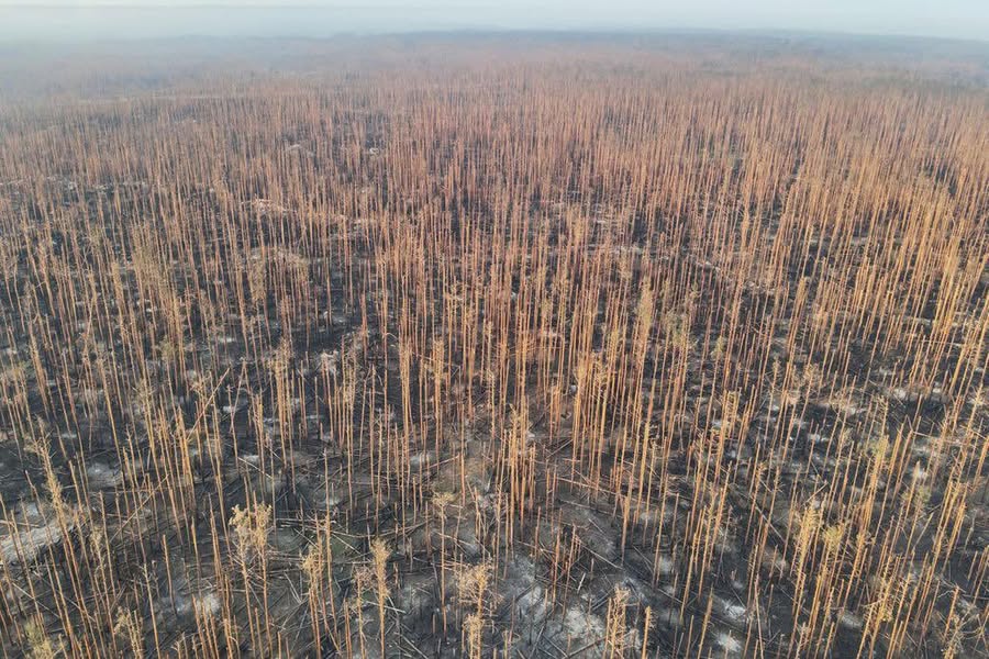 «Кремінські ліси». Екоцид як він є