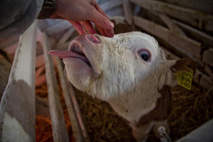 Виробники молока можуть призупинити роботу ферм через падіння закупівельних цін нижче 14 грн/кг