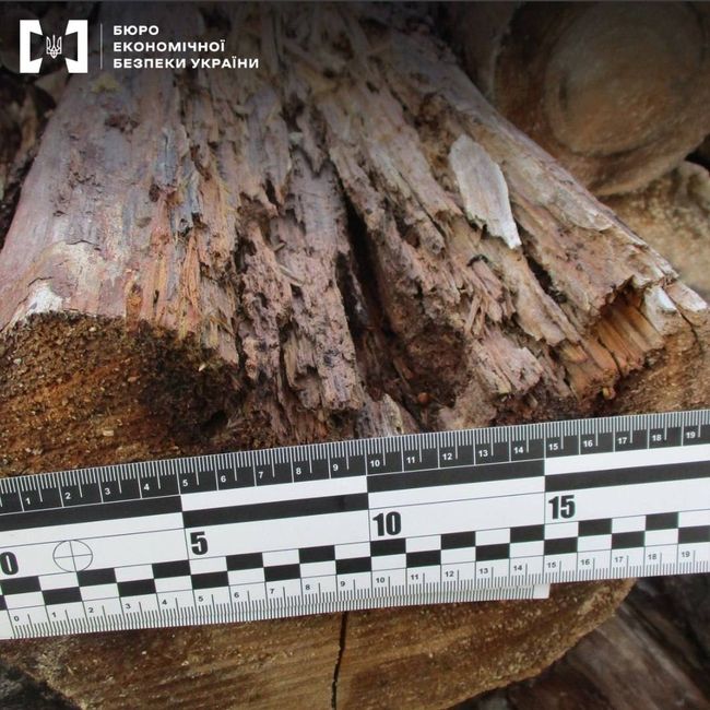 БЕБ - чорні лісоруби-контрабандисти пішли під суд