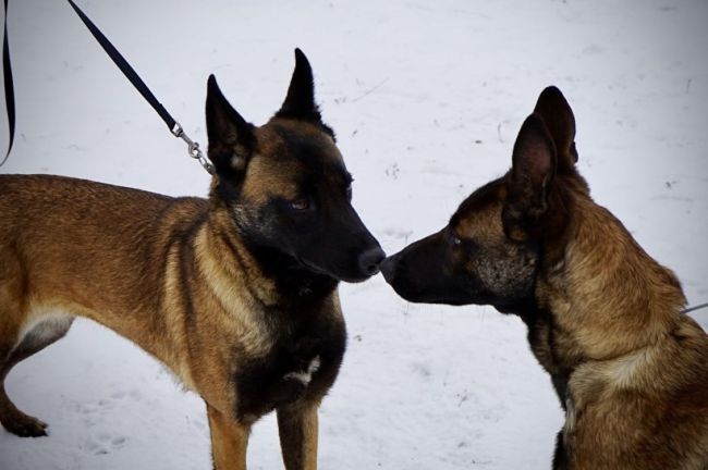 На Одещині до лав прикордонників долучилися нові службові собаки