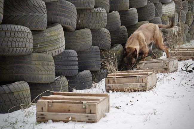На Одещині до лав прикордонників долучилися нові службові собаки