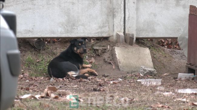 Українські собаки змінюються через війну