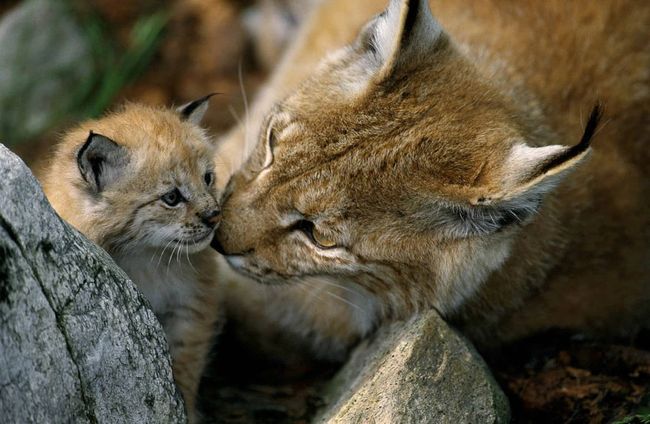 Майже зниклий вид повертається: зростання популяції рисі фіксують у Карпатах та на Поліссі