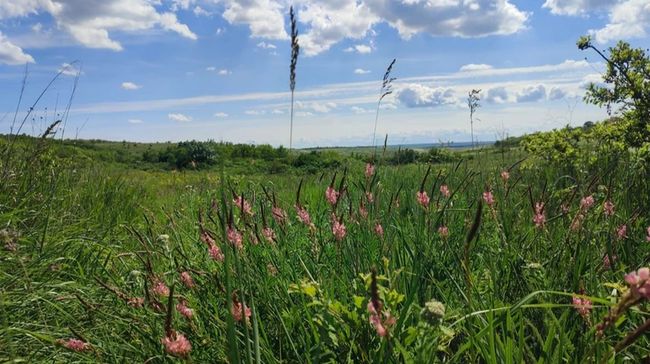 Суд відібрав у мисливського підприємства полігон оборони на Одещині