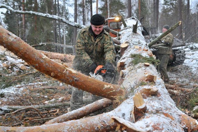 Лісозаготівлі на росії летять у прірву - СЗРУ Лісозаготівлі на росії летять у прірву - СЗРУ