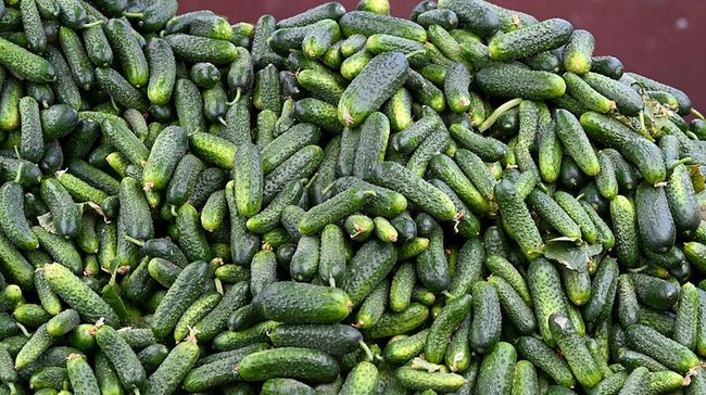 В Україні огірки продовжують дешевшати: за скільки їх можна купити