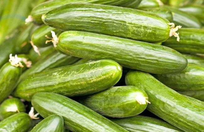 Ціни на огірки різко пішли вниз: скільки коштує кілограм