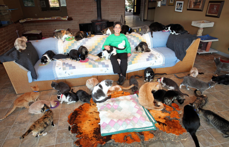Женщина из своего дома сделала приют для животных, в котором уже живет 1100 котов (ФОТО)