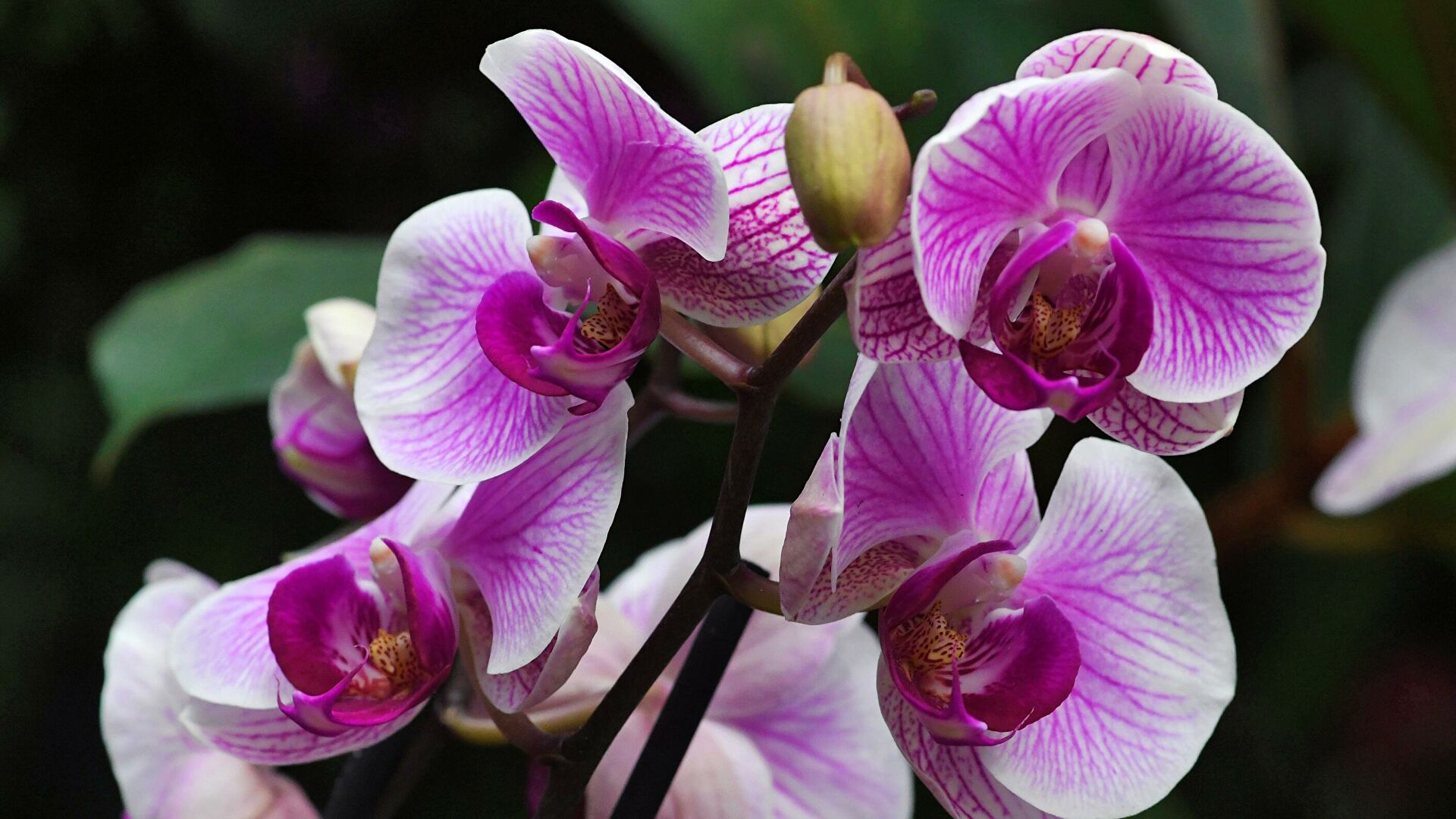 Как и чем правильно поливать орхидею, чтобы она буйно и красиво цвела? Домашние советы