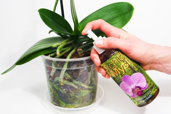Как и чем правильно поливать орхидею, чтобы она буйно и красиво цвела? Домашние советы