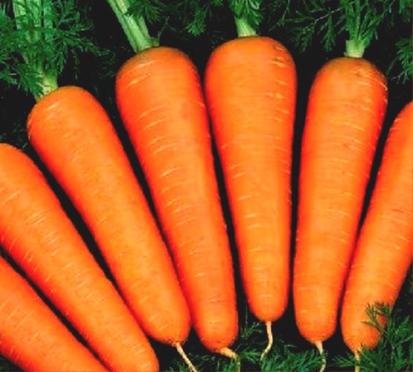 Как успешно и правильно выращивать морковь: от семян к столу