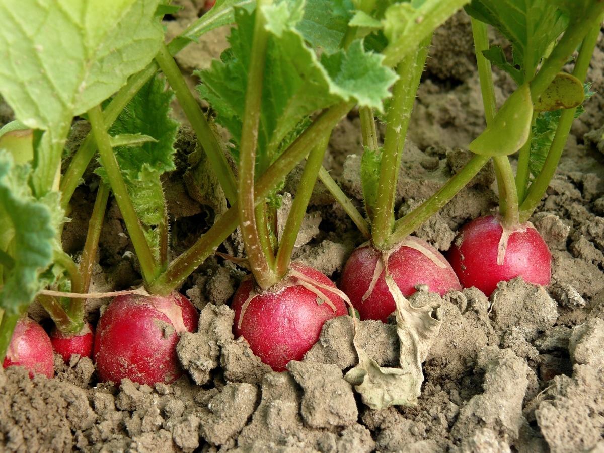 Как правильно посадить и ухаживать за редисом, чтобы получить отменный урожай: советы огородника
