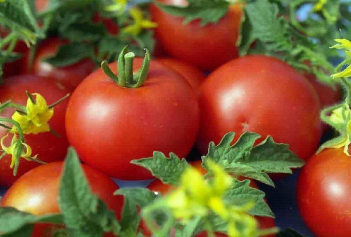 Как правильно пересаживать рассаду помидоров в открытый грунт: советы агронома