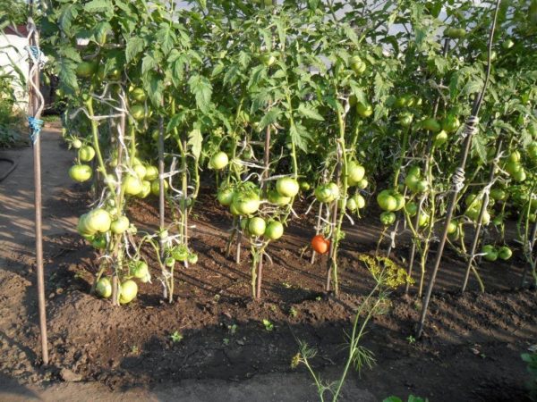 Как правильно пересаживать рассаду помидоров в открытый грунт: советы агронома