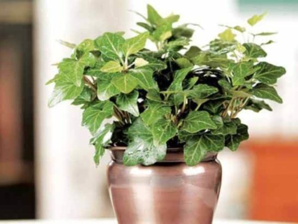 ТОП-10 Комнатных растений, которые абсолютно безопасны для аллергиков