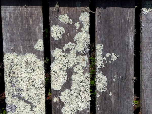 Как убрать зеленые пятна грибка и плесени на вашем старом заборе: совет специалиста