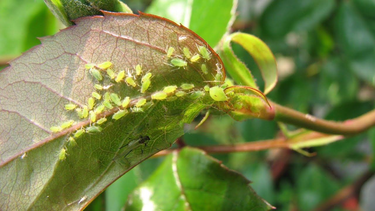 Советы садоводам: как сделать инсектицид для борьбы с вредителями используя пищевую соду