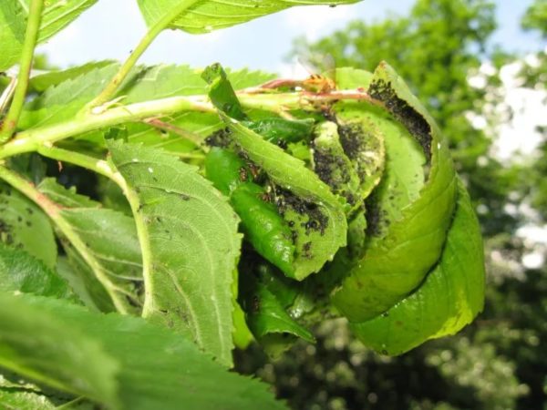 Советы садоводам: как сделать инсектицид для борьбы с вредителями используя пищевую соду