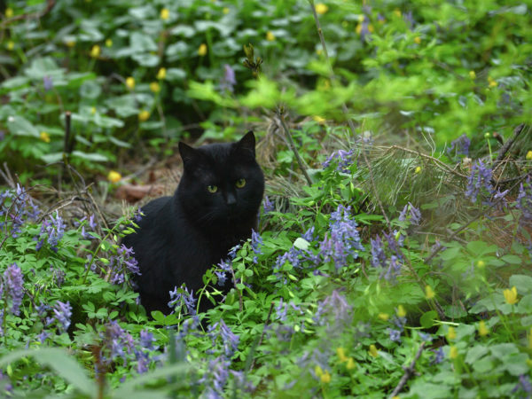 Как отпугнуть кошек от захода в ваш сад – простые советы, как не пускать кошачьих