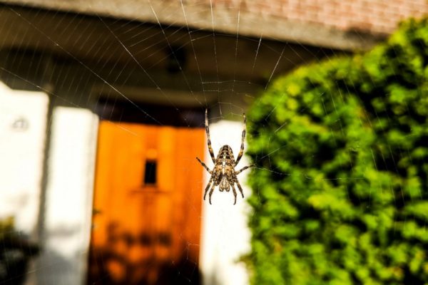 ТОП-13 лучших способов защитить дом от пауков