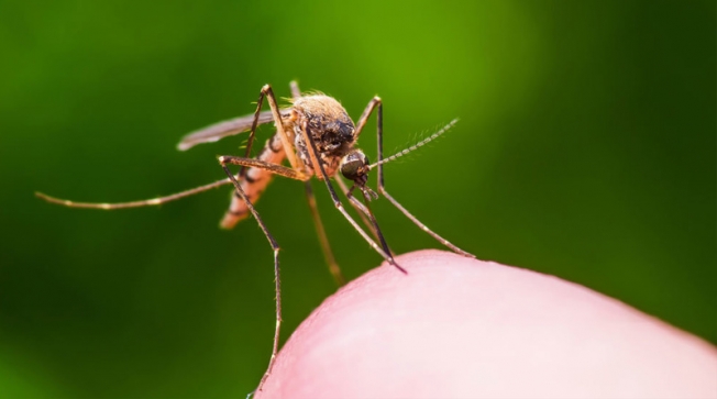 Біологи назвали улюблені кольори комарів