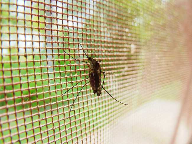Небезпечні комахи, що активізуються влітку