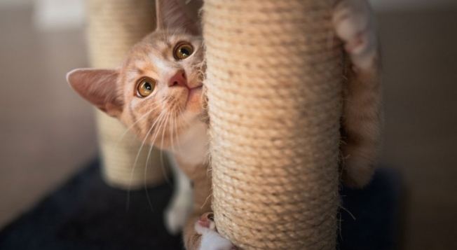 Скільки місця в оселі потрібно виділити для кота: організація особистого простору тварини