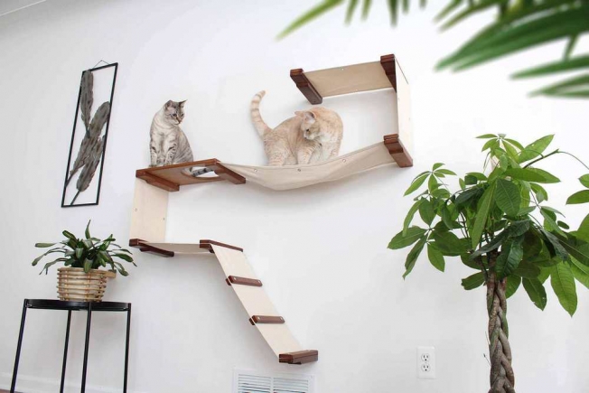 Скільки місця в оселі потрібно виділити для кота: організація особистого простору тварини