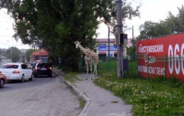 В Харькове на улице нашли пропавшего жирафа